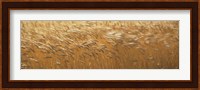 Spring Wheat Fine Art Print