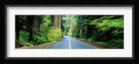 Road passing through a forest, Prairie Creek Redwoods State Park, California, USA Fine Art Print