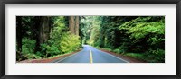 Road passing through a forest, Prairie Creek Redwoods State Park, California, USA Fine Art Print