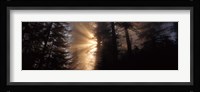 God Rays, Redwoods National Park, CA Fine Art Print