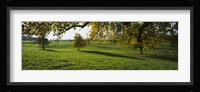 Trees In A Field, Aargau, Switzerland Fine Art Print