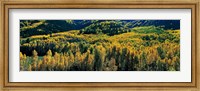 Autumn Aspens, Colorado, USA Fine Art Print