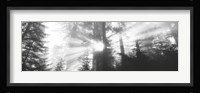 Road, Redwoods Park, California, USA Fine Art Print
