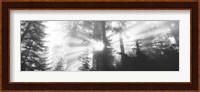 Road, Redwoods Park, California, USA Fine Art Print