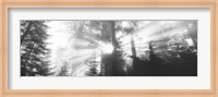 Road, Redwoods Park, California, USA Fine Art Print