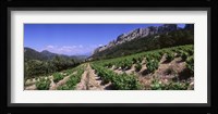 France, Provence, Dentelles de Montmiral, Vineyard on the mountain Fine Art Print