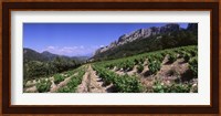 France, Provence, Dentelles de Montmiral, Vineyard on the mountain Fine Art Print