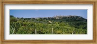 Low Angle View Of A Vineyard, San Gimignano, Tuscany, Italy Fine Art Print
