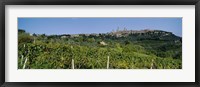Low Angle View Of A Vineyard, San Gimignano, Tuscany, Italy Fine Art Print
