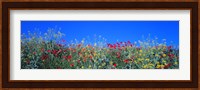 Poppy field Tableland N Germany Fine Art Print