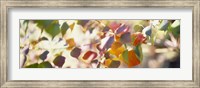 Chinese Tallow Leaves Fine Art Print