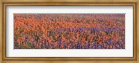 Texas Bluebonnets and Indian Paintbrushes in a field, Texas, USA Fine Art Print