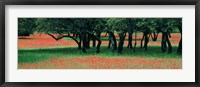 Indian Paintbrushes And Scattered Oaks, Texas Hill Co, Texas, USA Fine Art Print