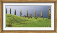 Switzerland, Lake Zug, View of a row of Poplar Trees Fine Art Print