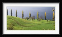 Switzerland, Lake Zug, View of a row of Poplar Trees Fine Art Print