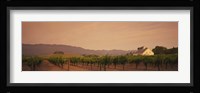 Trees In A Vineyards, Napa Valley, California, USA Fine Art Print