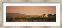 Trees In A Vineyards, Napa Valley, California, USA Fine Art Print