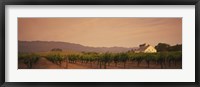 Trees In A Vineyards, Napa Valley, California, USA Fine Art Print