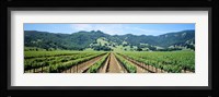 Napa Valley Vineyards Hopland, CA Fine Art Print