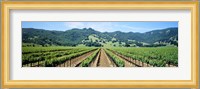 Napa Valley Vineyards Hopland, CA Fine Art Print