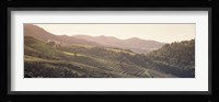 High angle view of a vineyard in a valley, Sonoma, Sonoma County, California, USA Fine Art Print