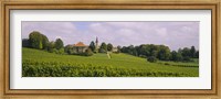 WIne country with buildings in the background, Village near Geneva, Switzerland Fine Art Print