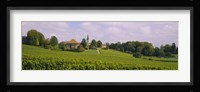 WIne country with buildings in the background, Village near Geneva, Switzerland Fine Art Print