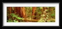 Muir Woods, Trees, National Park, Redwoods, California Fine Art Print