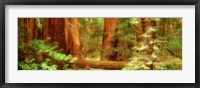 Muir Woods, Trees, National Park, Redwoods, California Fine Art Print
