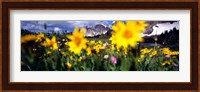 Daisies, Flowers, Field, Mountain Landscape, Snowy Mountain Range, Wyoming, USA, United States Fine Art Print