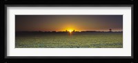 Field of Safflower at dusk, Sacramento, California, USA Fine Art Print