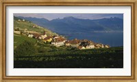 Village on a hillside, Rivaz, Lavaux, Switzerland Fine Art Print