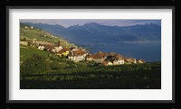 Village on a hillside, Rivaz, Lavaux, Switzerland Fine Art Print