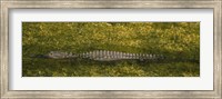 Alligator flowing in a canal, Big Cypress Swamp National Preserve, Tamiami, Ochopee, Florida, USA Fine Art Print