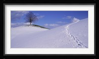 Switzerland, View of a lone Linden tree on a hill Fine Art Print