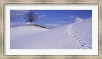 Switzerland, View of a lone Linden tree on a hill Fine Art Print