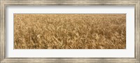 Wheat crop in a field, Otter Tail County, Minnesota, USA Fine Art Print