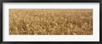 Wheat crop in a field, Otter Tail County, Minnesota, USA Fine Art Print