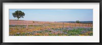 Texas Bluebonnets And Indian Paintbrushes In A Field, Texas Hill Country, Texas, USA Fine Art Print