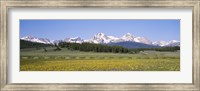 Flowers in a field with a mountain in the background, Sawtooth Mountains, Sawtooth National Recreation Area, Stanley, Idaho, USA Fine Art Print