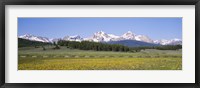 Flowers in a field with a mountain in the background, Sawtooth Mountains, Sawtooth National Recreation Area, Stanley, Idaho, USA Fine Art Print