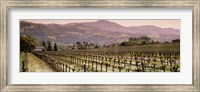 Vineyard on a landscape, Asti, California, USA Fine Art Print