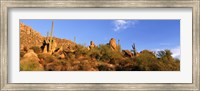 Saguaro Cactus, Sonoran Desert, Arizona, United States Fine Art Print