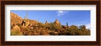 Saguaro Cactus, Sonoran Desert, Arizona, United States Fine Art Print