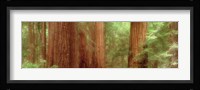 Redwood Trees, Muir Woods, California, USA, Fine Art Print