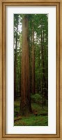 Giant Redwood Trees Ave of the Giants Redwood National Park Northern CA Fine Art Print