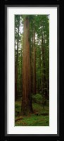 Giant Redwood Trees Ave of the Giants Redwood National Park Northern CA Fine Art Print
