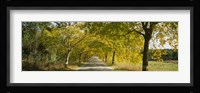 Trees along the road, Portugal Fine Art Print