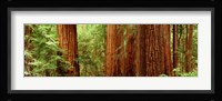 Redwoods Muir Woods CA USA Fine Art Print
