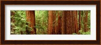 Redwoods Muir Woods CA USA Fine Art Print